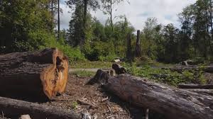 Best Root Management and Removal  in Juno Ridge, FL
