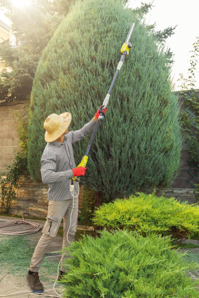  Juno Ridge, FL Tree Removal Pros